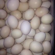 优质土鸡蛋农家鸡蛋柴鸡蛋，2万枚每天出货！