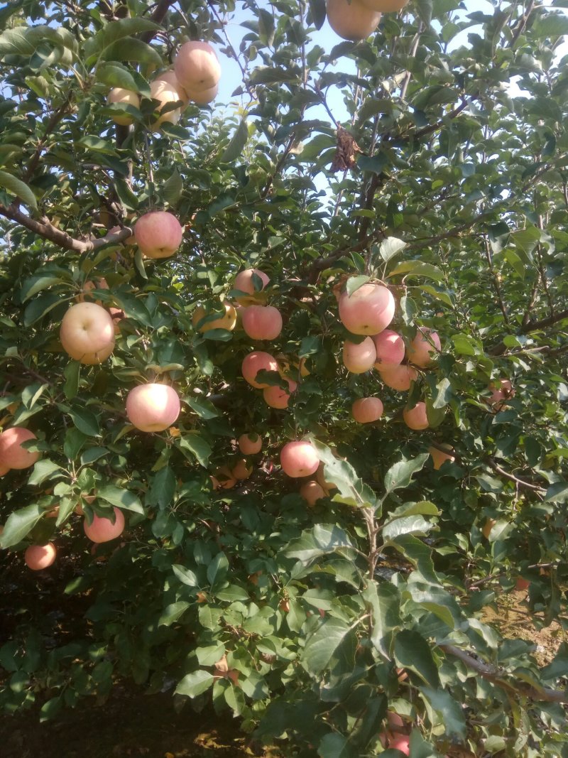 富士苹果