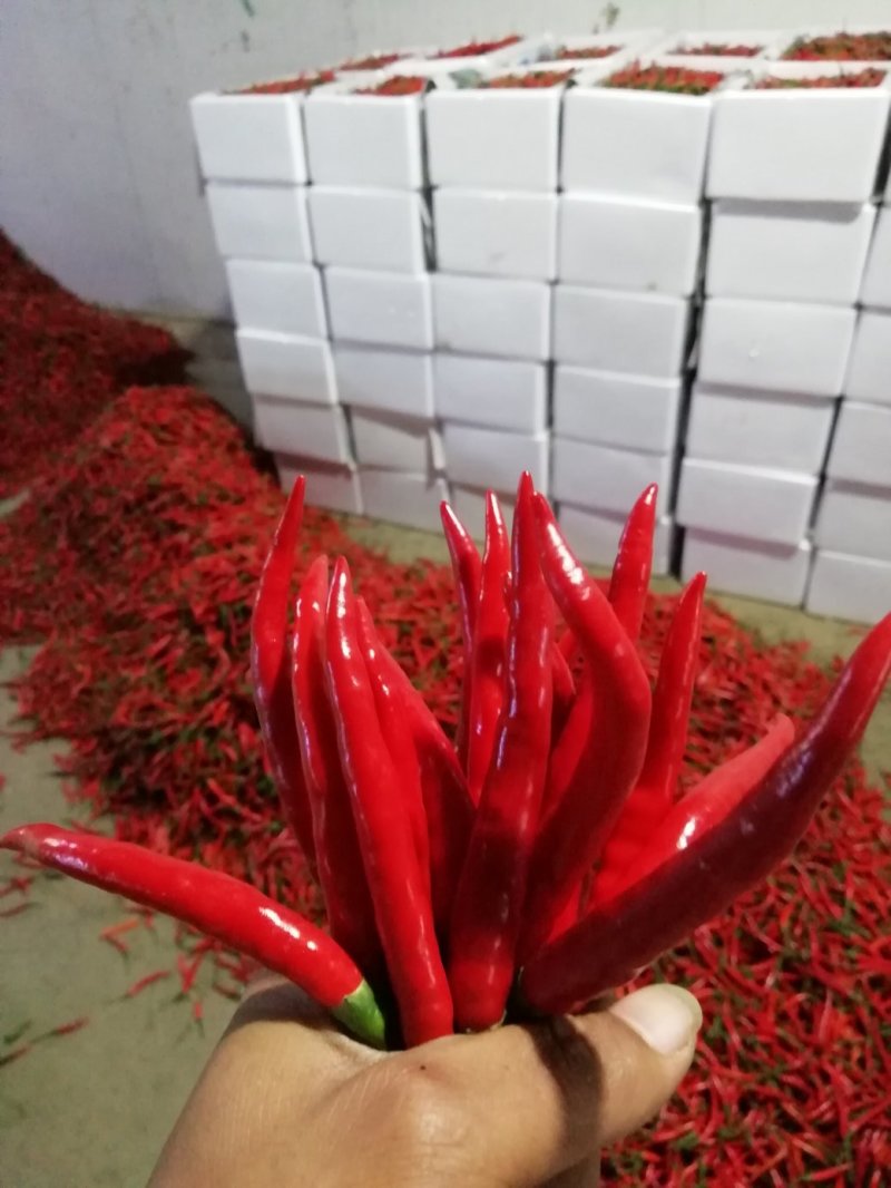 滇西新苗精品小米椒大量上市，早入围早发财。