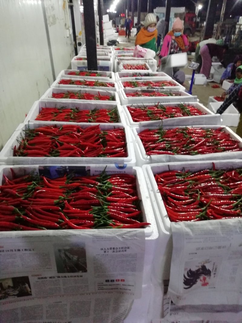 滇西新苗精品小米椒大量上市，早入围早发财。