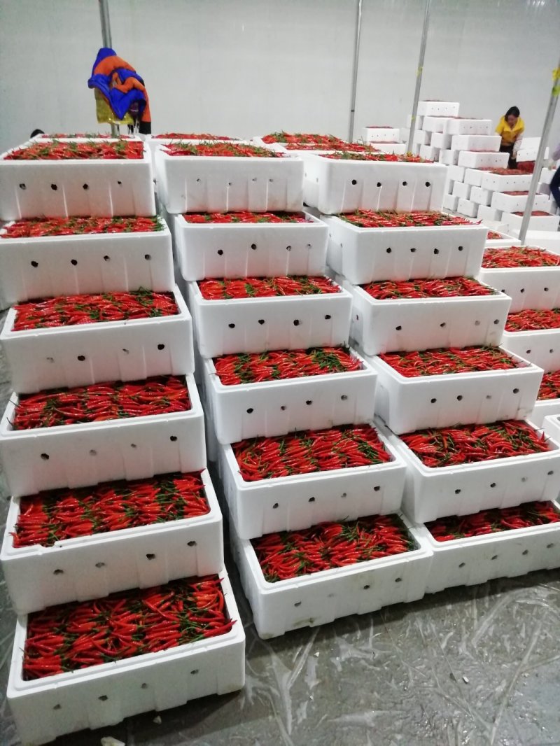 滇西新苗精品小米椒大量上市，早入围早发财。
