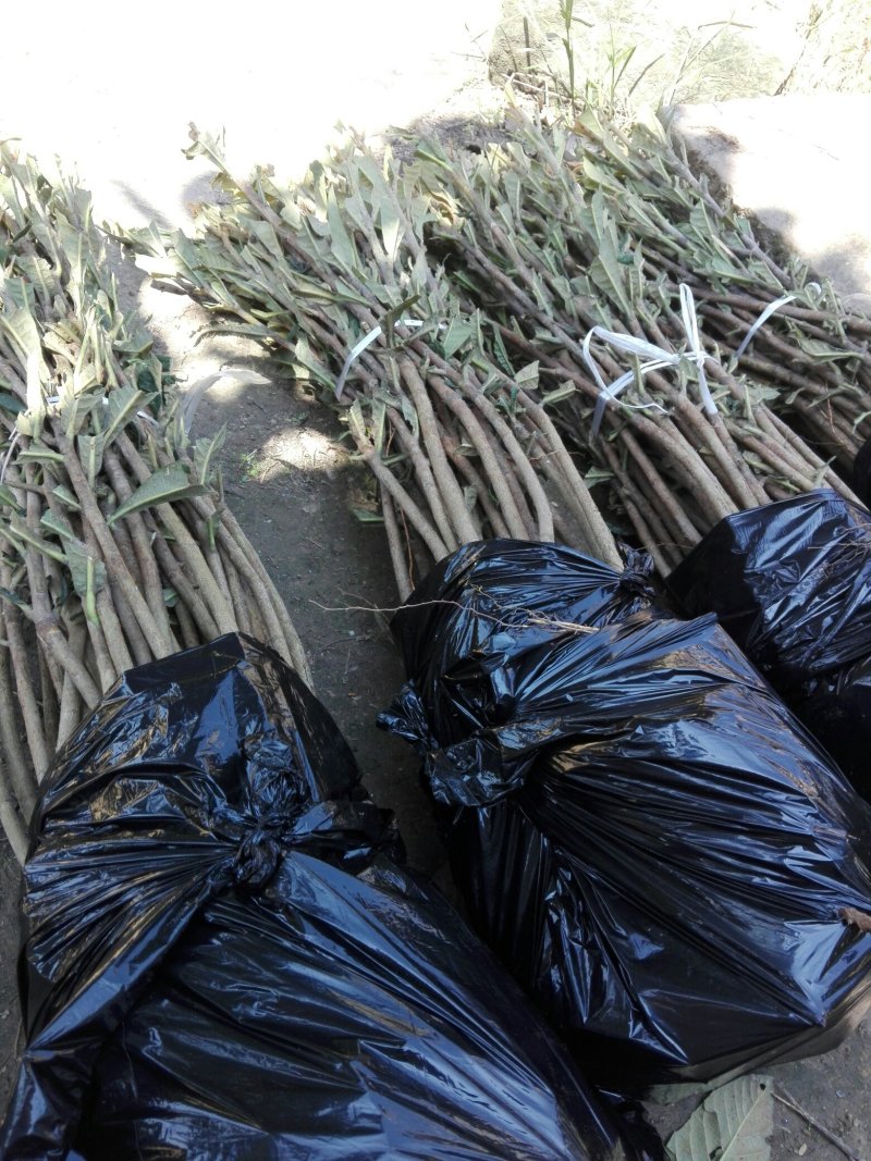 大五星枇杷果树苗，一年嫁接苗，泥浆保湿，薄膜包装！包邮寄