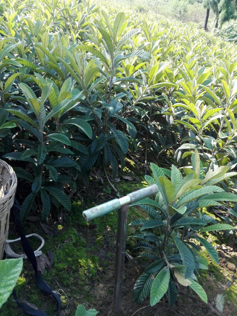 大五星枇杷果树苗，一年嫁接苗，泥浆保湿，薄膜包装！包邮寄