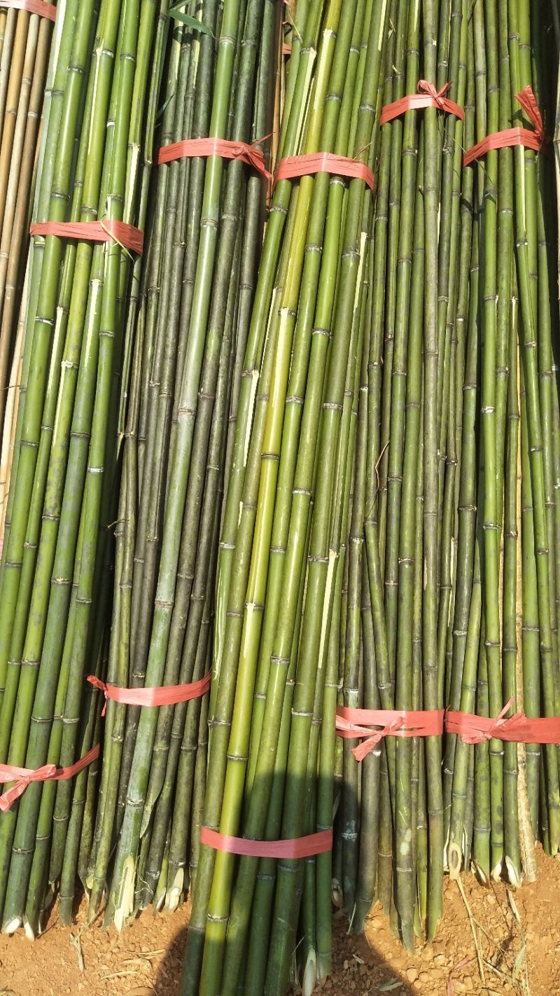 火龙果撑，圣女果撑，冬瓜竹，产地直供，欢迎联系！