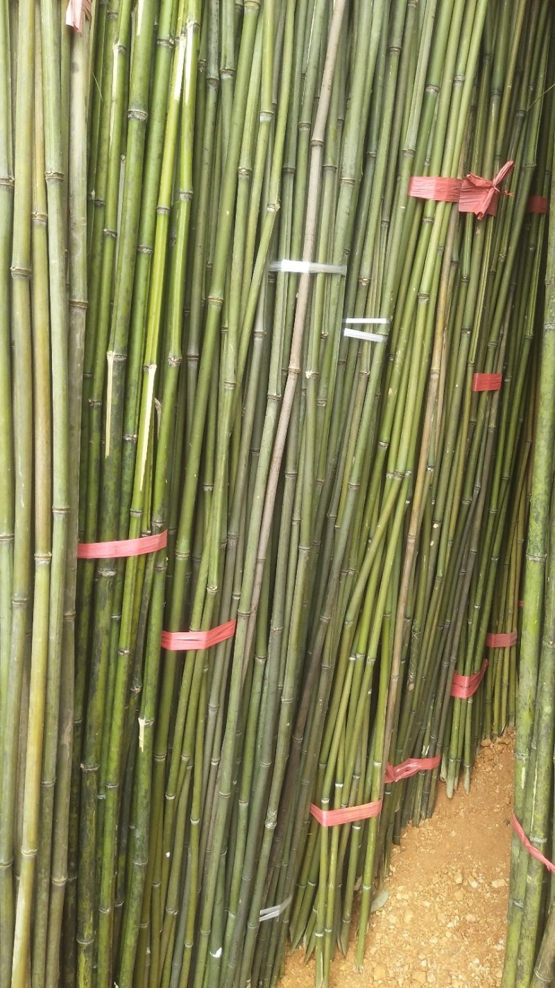 火龙果撑，圣女果撑，冬瓜竹，产地直供，欢迎联系！