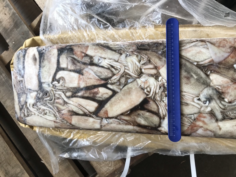 俄罗斯船冻真鱿鱼原条鱿鱼250+以上300+