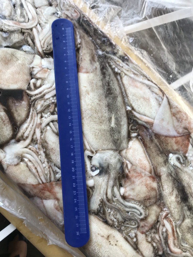 俄罗斯船冻真鱿鱼原条鱿鱼250+以上300+