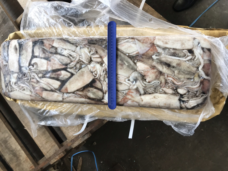 俄罗斯船冻真鱿鱼原条鱿鱼250+以上300+
