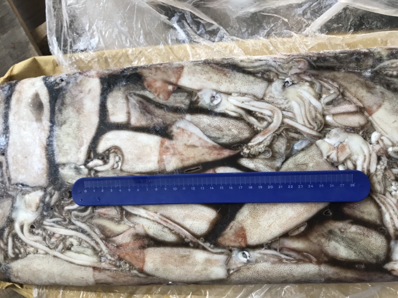 俄罗斯船冻真鱿鱼原条鱿鱼250+以上300+
