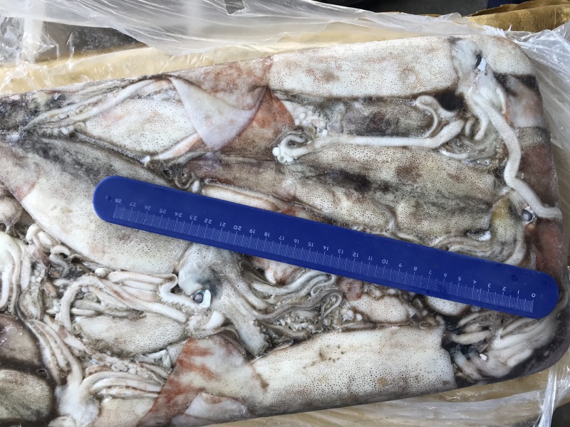 俄罗斯船冻真鱿鱼原条鱿鱼250+以上300+