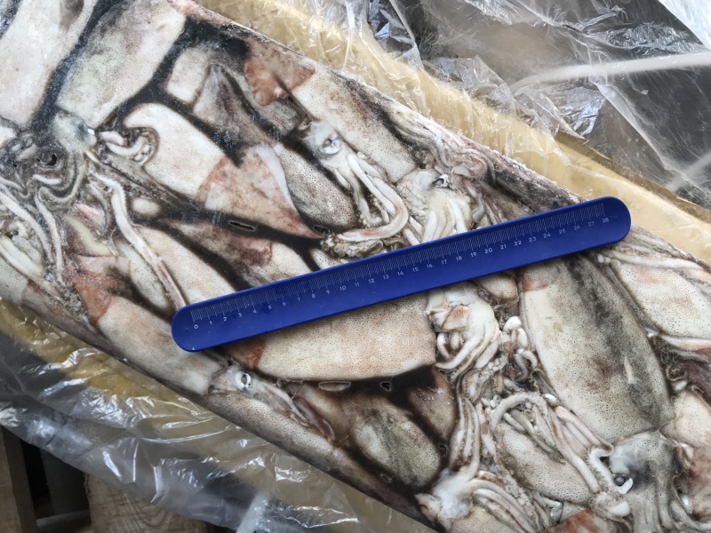 俄罗斯船冻真鱿鱼原条鱿鱼250+以上300+
