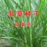 台湾甜象草种子养殖牧草种子畜牧多年生牧草牛羊饲料喂牛饲料
