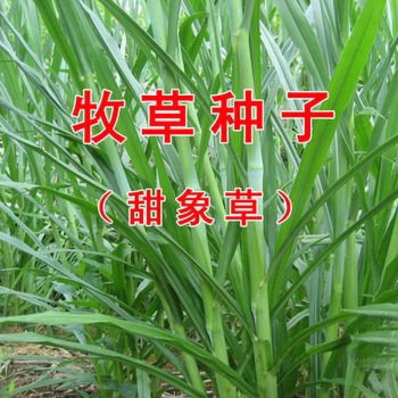 台湾甜象草种子养殖牧草种子畜牧多年生牧草牛羊饲料喂牛饲料