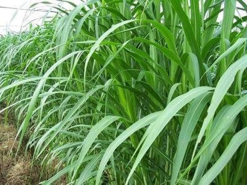 台湾甜象草种子养殖牧草种子畜牧多年生牧草牛羊饲料喂牛饲料