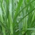 台湾甜象草种子养殖牧草种子畜牧多年生牧草牛羊饲料喂牛饲料
