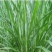 台湾甜象草种子养殖牧草种子畜牧多年生牧草牛羊饲料喂牛饲料