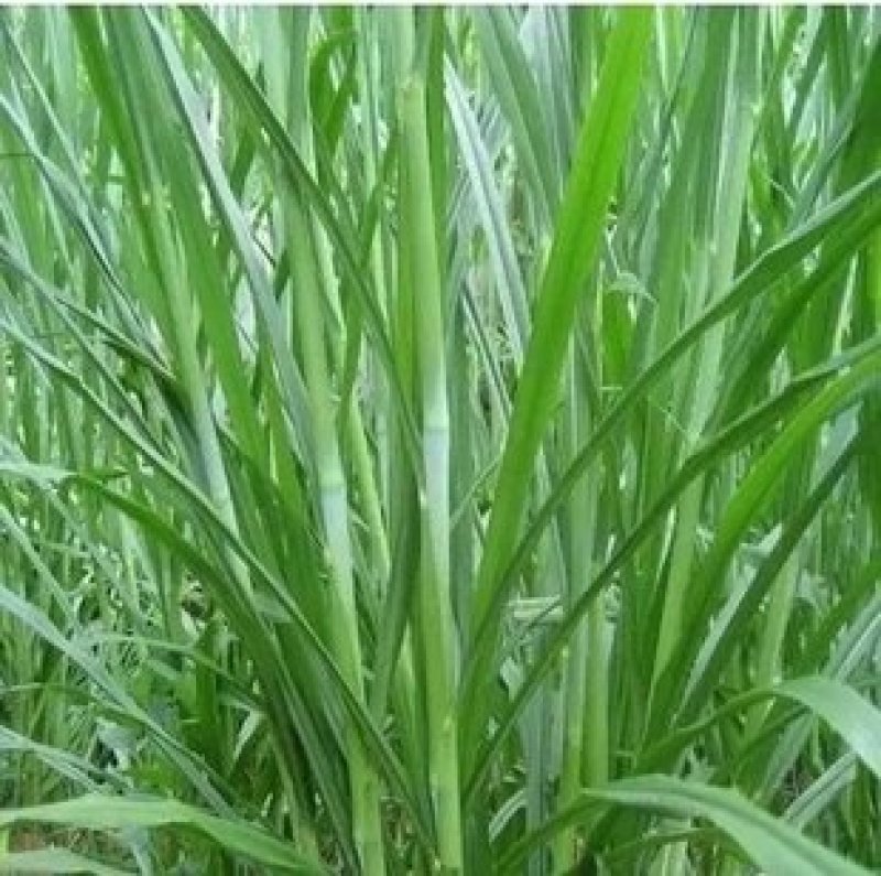 台湾甜象草种子养殖牧草种子畜牧多年生牧草牛羊饲料喂牛饲料