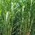 台湾甜象草种子养殖牧草种子畜牧多年生牧草牛羊饲料喂牛饲料
