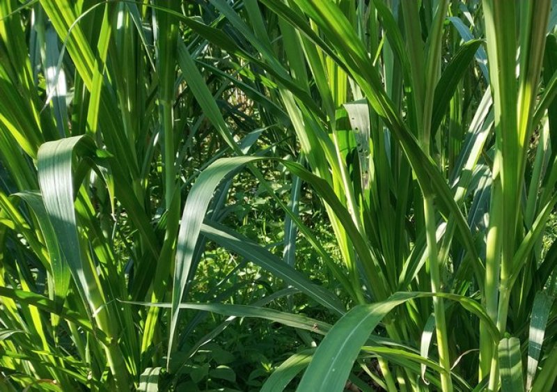 台湾甜象草种子养殖牧草种子畜牧多年生牧草牛羊饲料喂牛饲料