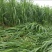 台湾甜象草种子养殖牧草种子畜牧多年生牧草牛羊饲料喂牛饲料