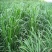 台湾甜象草种子养殖牧草种子畜牧多年生牧草牛羊饲料喂牛饲料