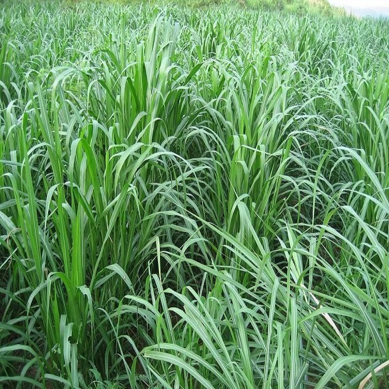 台湾甜象草种子养殖牧草种子畜牧多年生牧草牛羊饲料喂牛饲料