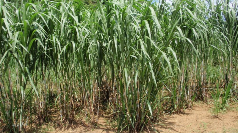 台湾甜象草种子养殖牧草种子畜牧多年生牧草牛羊饲料喂牛饲料