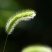 猫尾草籽种提摩西进口草籽兔子牛羊马家禽适合
