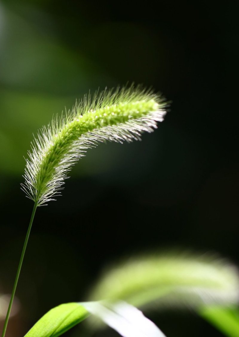 猫尾草籽种提摩西进口草籽兔子牛羊马家禽适合