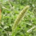 猫尾草籽种提摩西进口草籽兔子牛羊马家禽适合