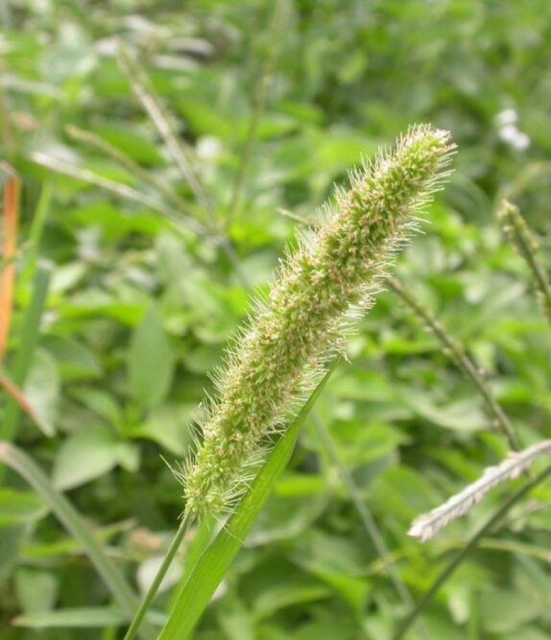 猫尾草籽种提摩西进口草籽兔子牛羊马家禽适合