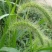 猫尾草籽种提摩西进口草籽兔子牛羊马家禽适合