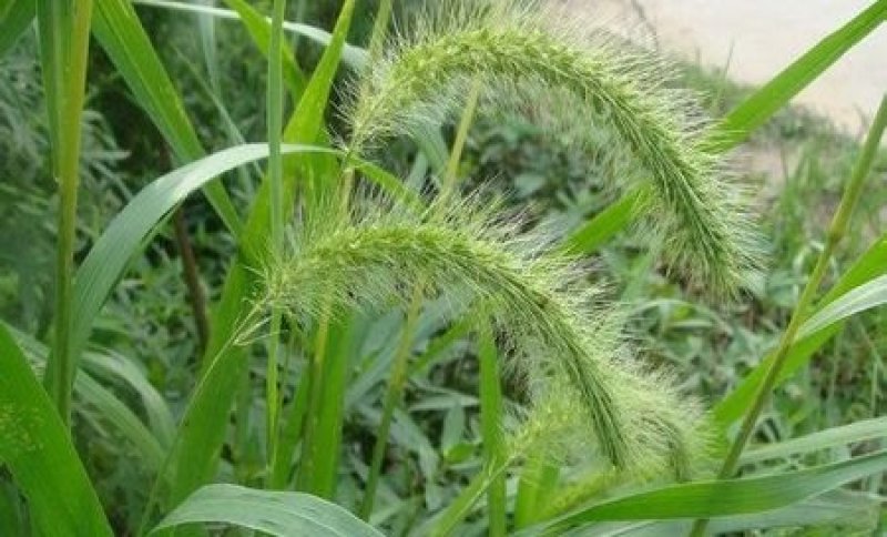 猫尾草籽种提摩西进口草籽兔子牛羊马家禽适合