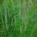 猫尾草籽种提摩西进口草籽兔子牛羊马家禽适合