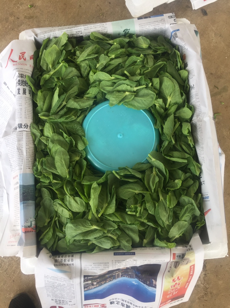 豌豆尖