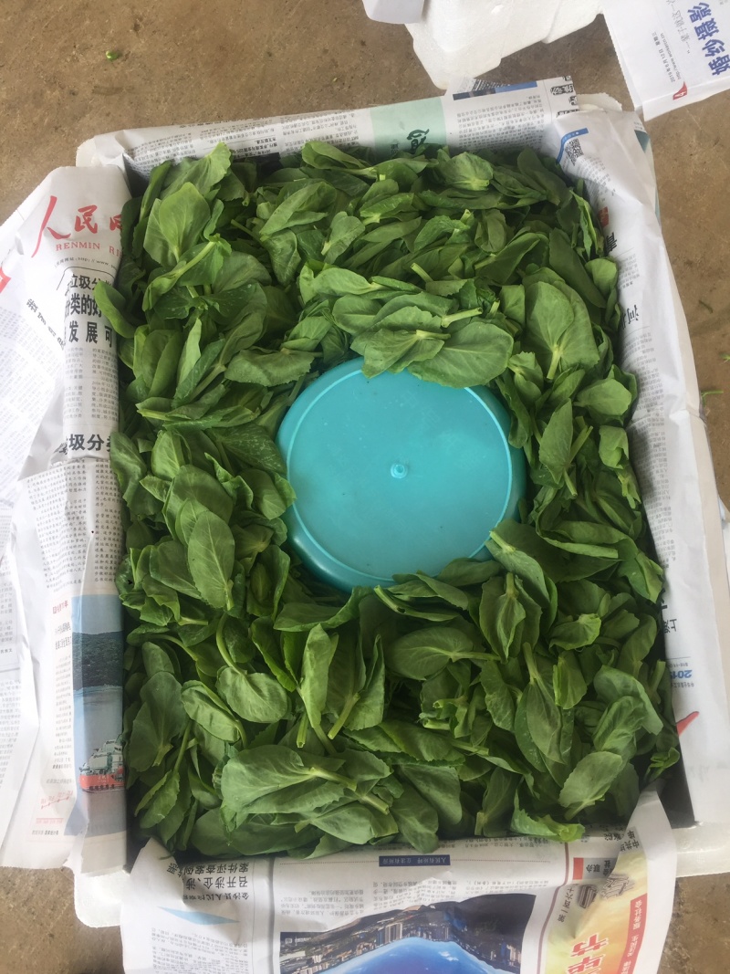 豌豆尖