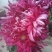 观赏菊