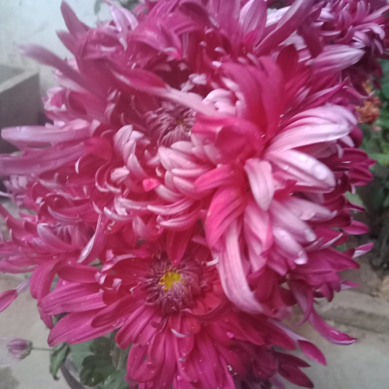 观赏菊