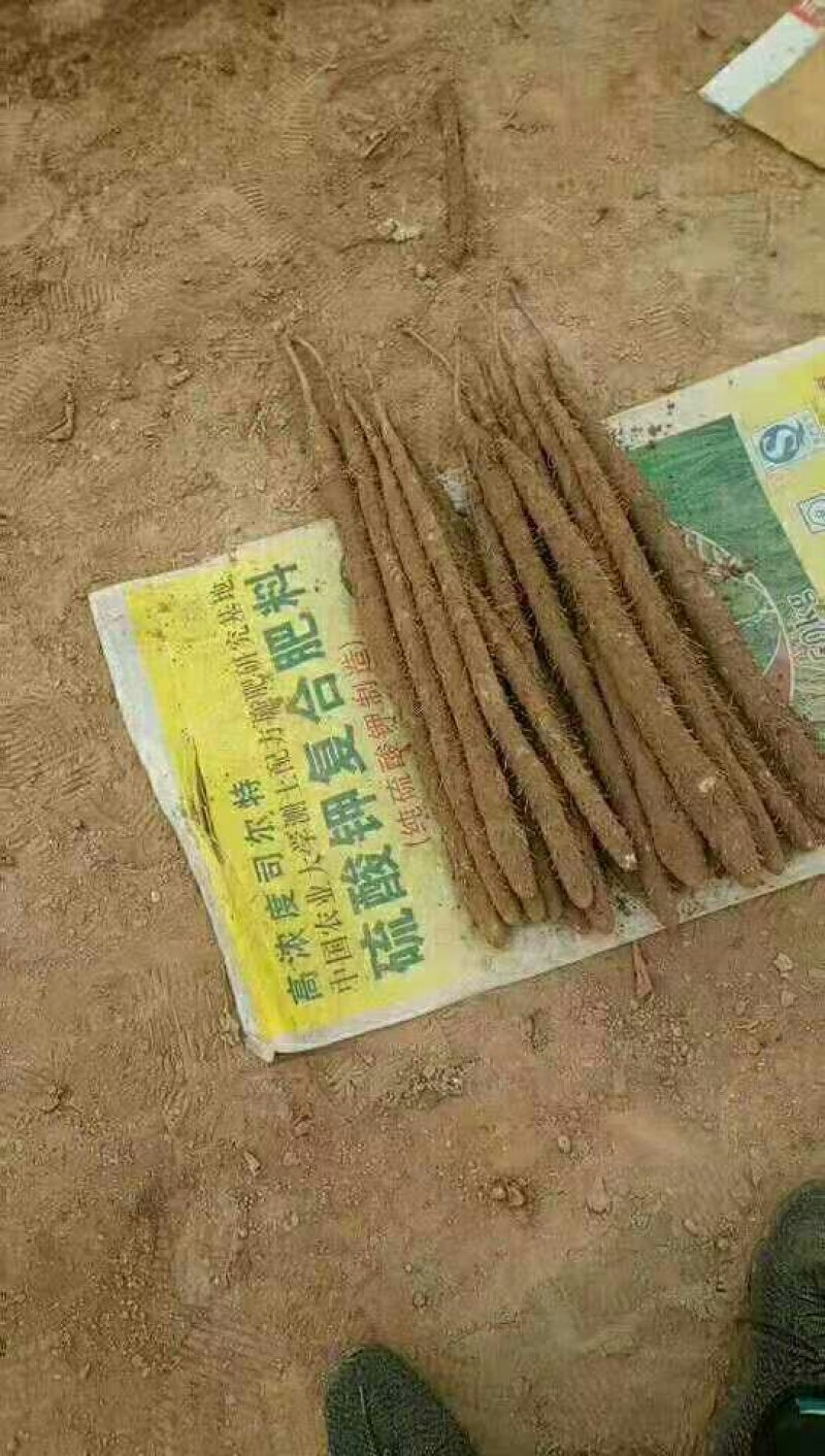 编号豪03新鲜小白嘴白山药基地供应！{武氏果业}