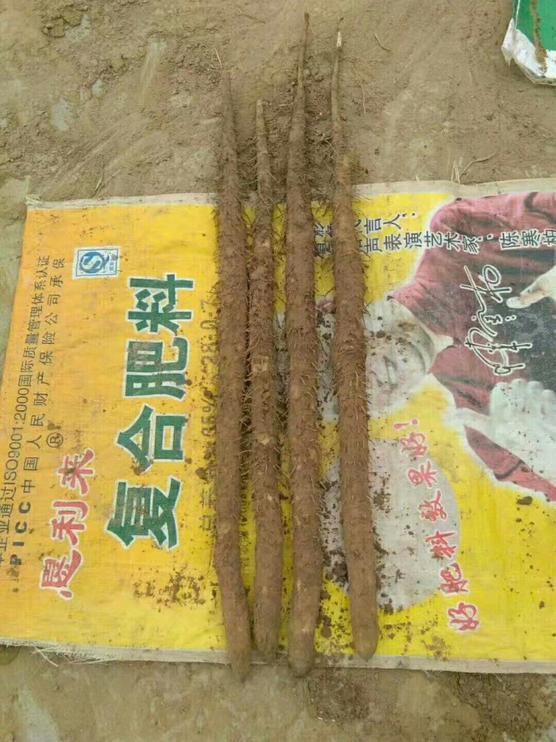 编号豪03新鲜小白嘴白山药基地供应！{武氏果业}