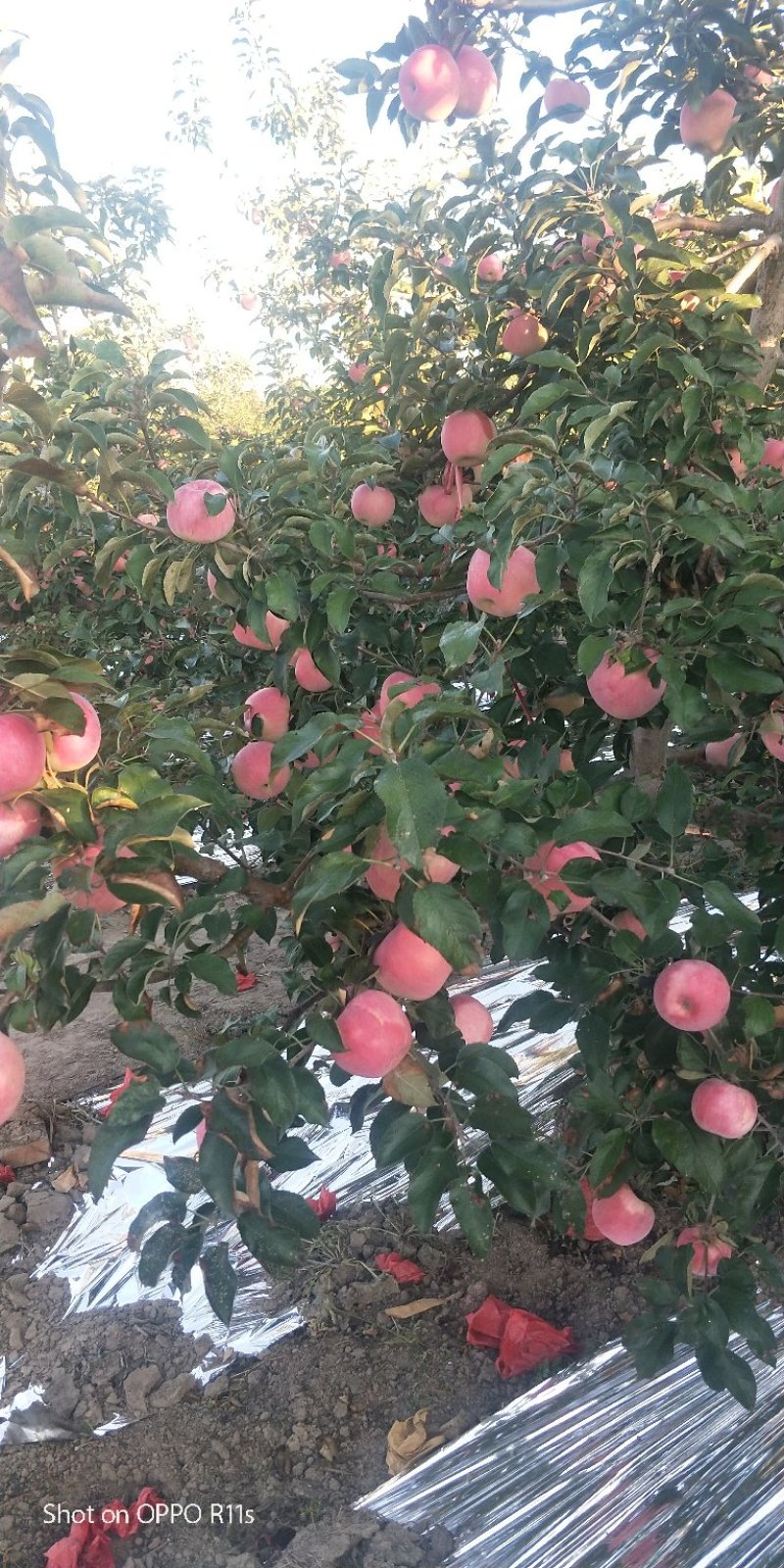 寒富苹果