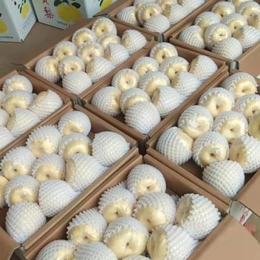 蒲城酥梨现在大量供应中可视频看货欢迎来电咨询