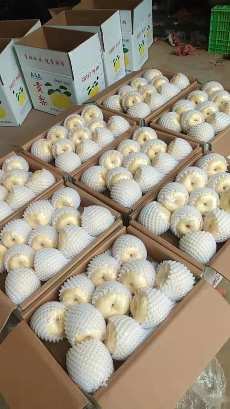 蒲城酥梨现在大量供应中可视频看货欢迎来电咨询