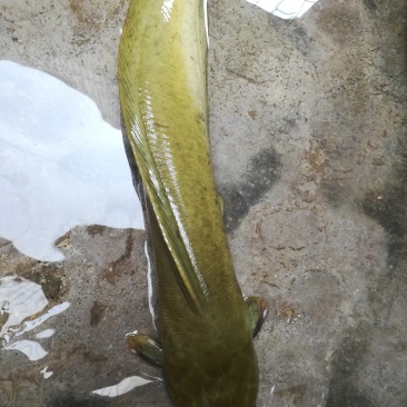 本地塘虱苗塘角鱼苗》杂交育种抗病能力强快大