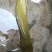 本地塘虱苗塘角鱼苗》杂交育种抗病能力强快大