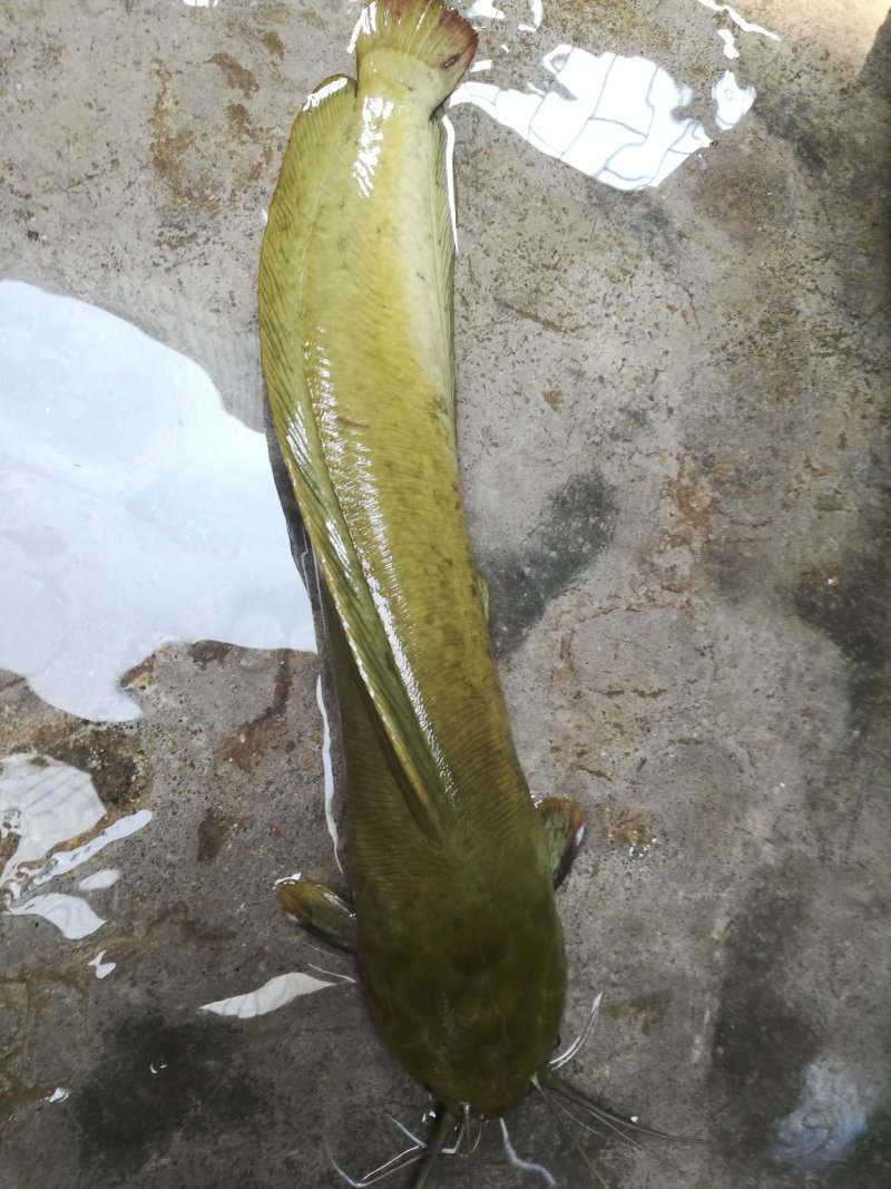 本地塘虱苗塘角鱼苗》杂交育种抗病能力强快大