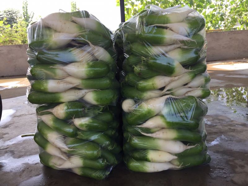 青萝卜已经大量上市，欢迎订购，物美价廉，童叟无欺