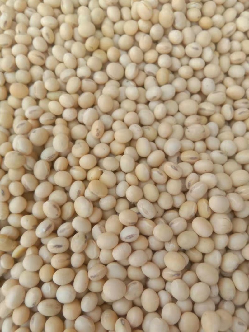 大豆
