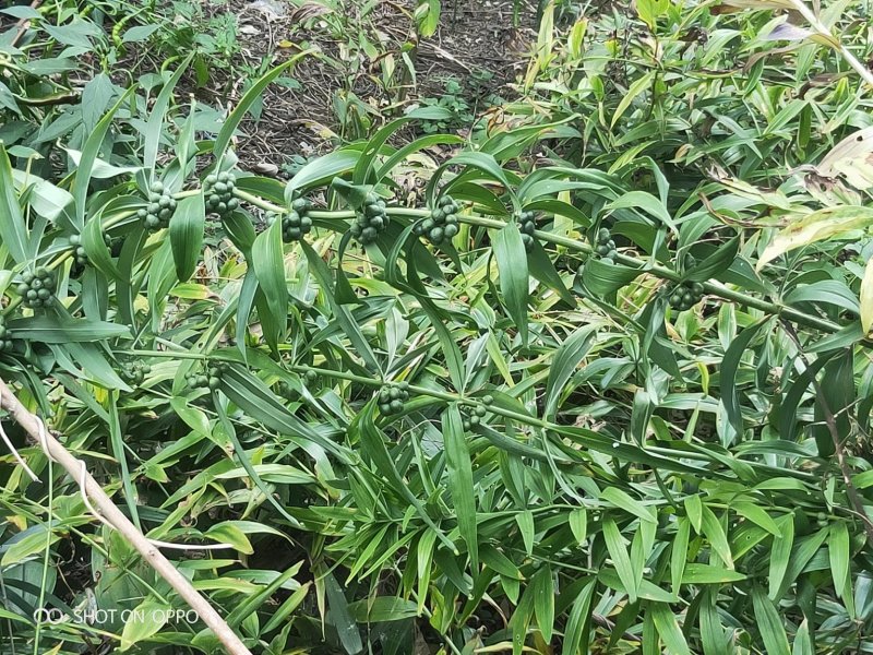 种苗