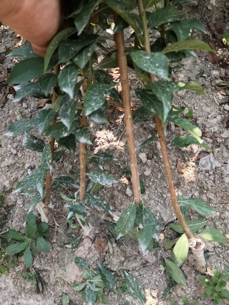 李子苗，奈李苗，苗圃直供，品种正宗，保证成活，